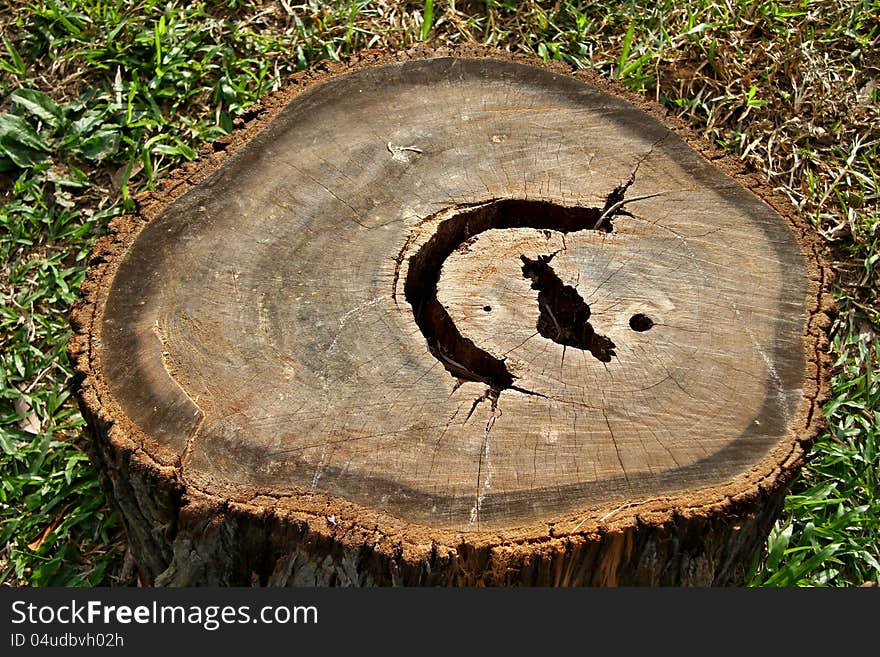 Top view of a tree stump isolated on grassy background.