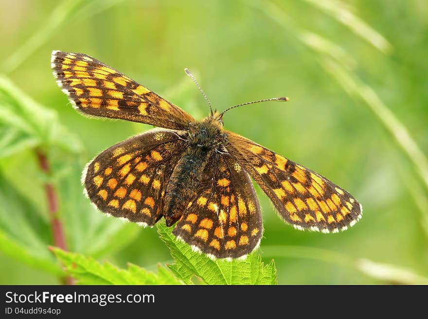 Heath fritillary