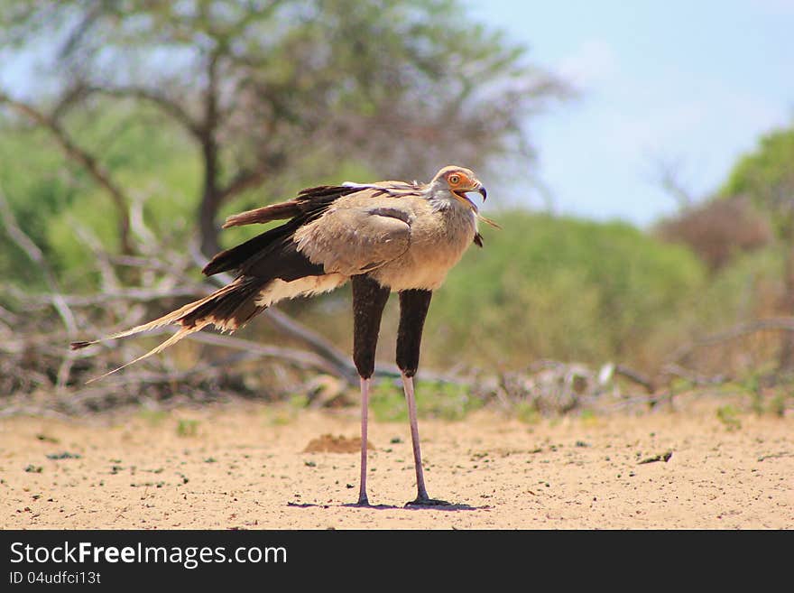 An adult Secretary Bird, with beak agape, at a watering hole in Namibia, Africa. An adult Secretary Bird, with beak agape, at a watering hole in Namibia, Africa.