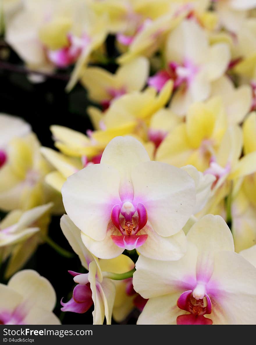 Yellow Orchid flowers closeup