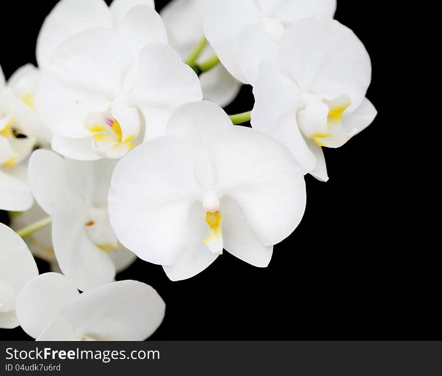 White Orchid flowers closeup