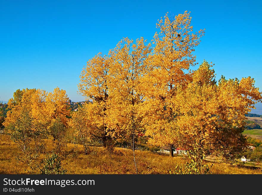 Autumn trees near to Cluj-Napoca in Romania in fall. Autumn trees near to Cluj-Napoca in Romania in fall