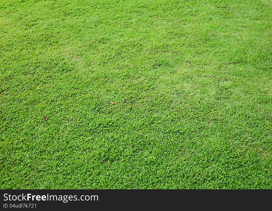 Asia Green Grass Background