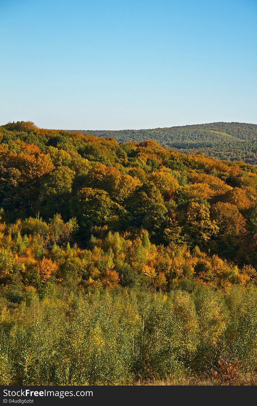 Forest near to Cluj-Napoca in Romania in fall. Forest near to Cluj-Napoca in Romania in fall