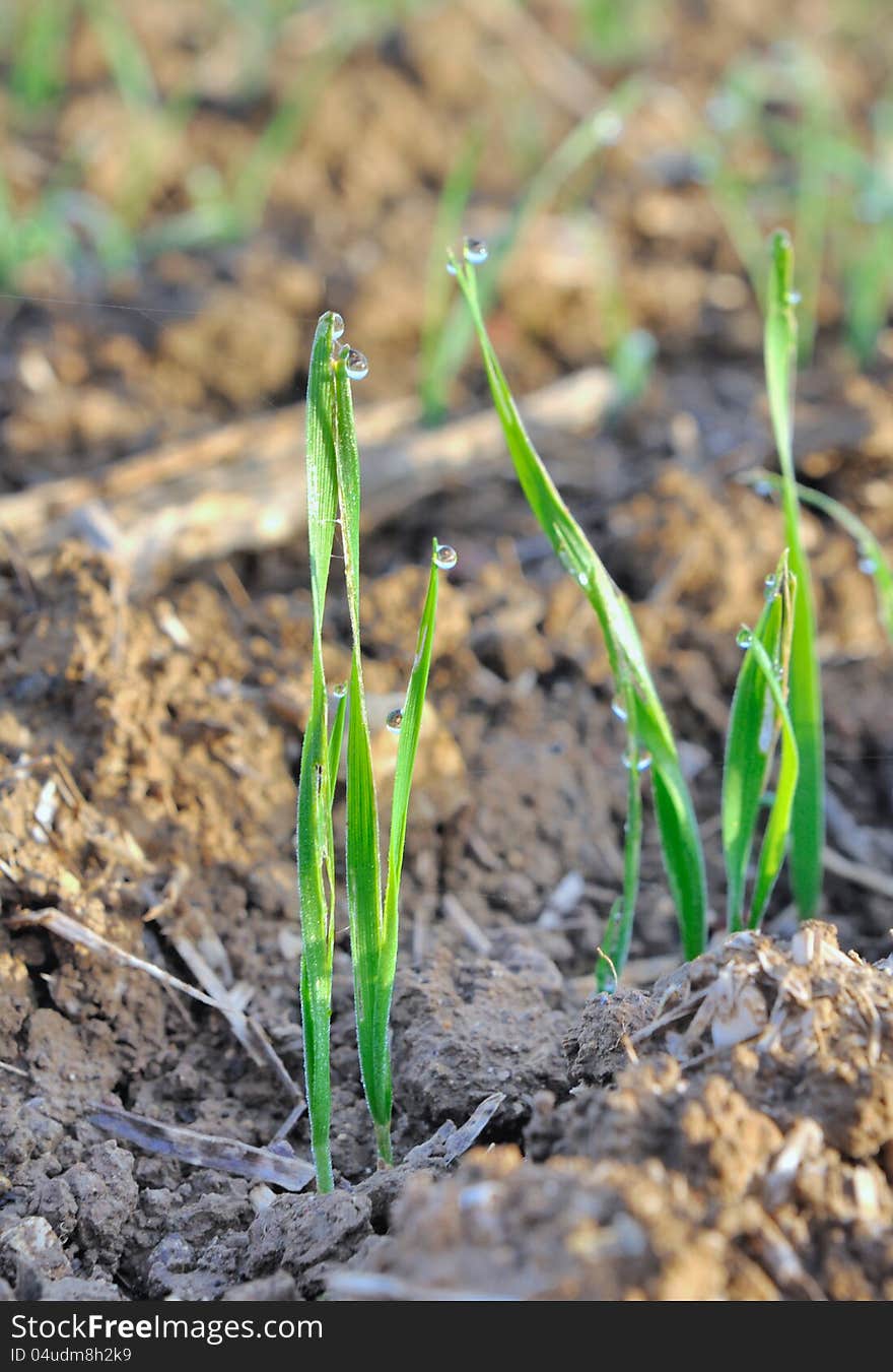 Seedlings cereal