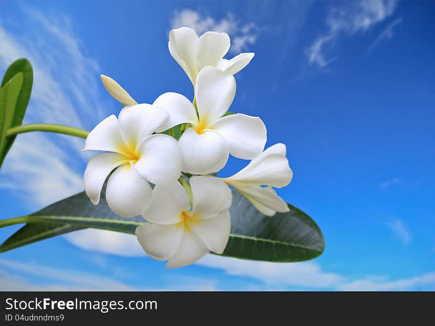 Frangipani under the blue sky. Frangipani under the blue sky