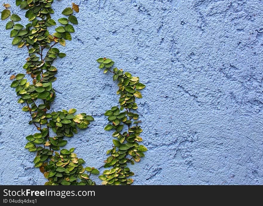 Closeup plant on Abstract rough wall background