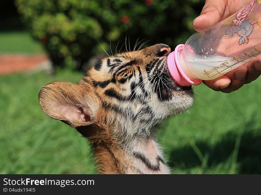 Baby tiger cub eat milk