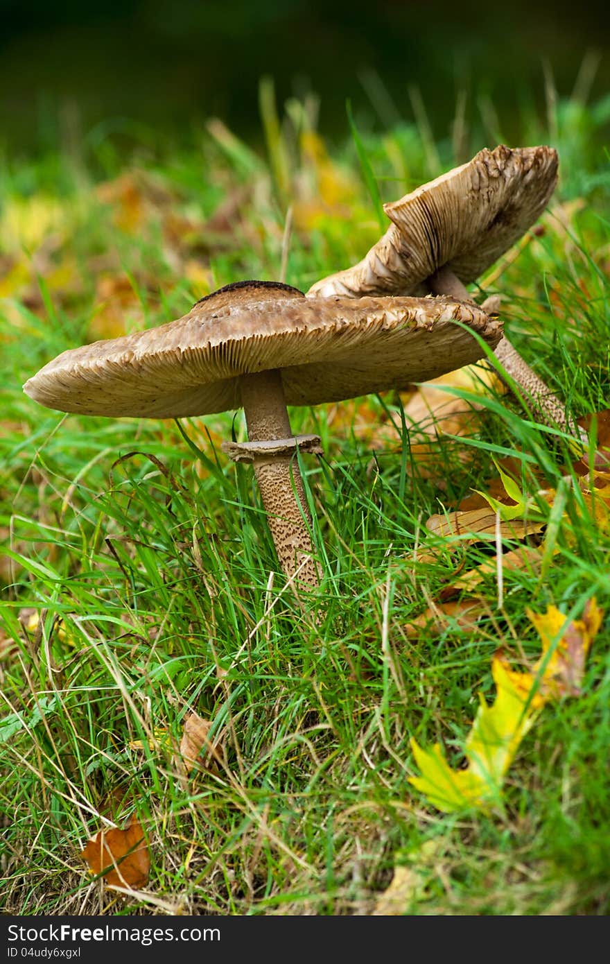 Two honey mushrooms