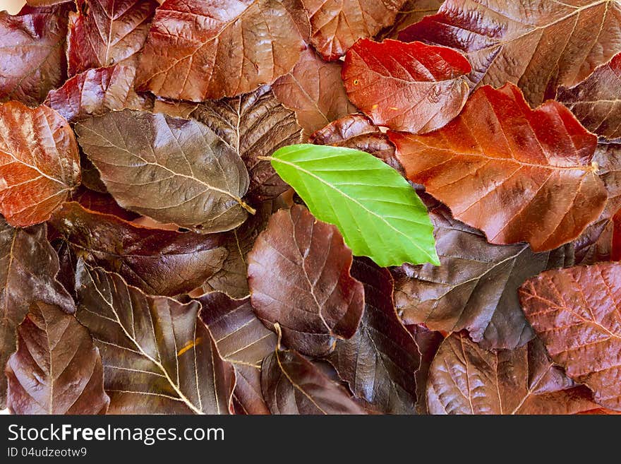 Pile of leaves