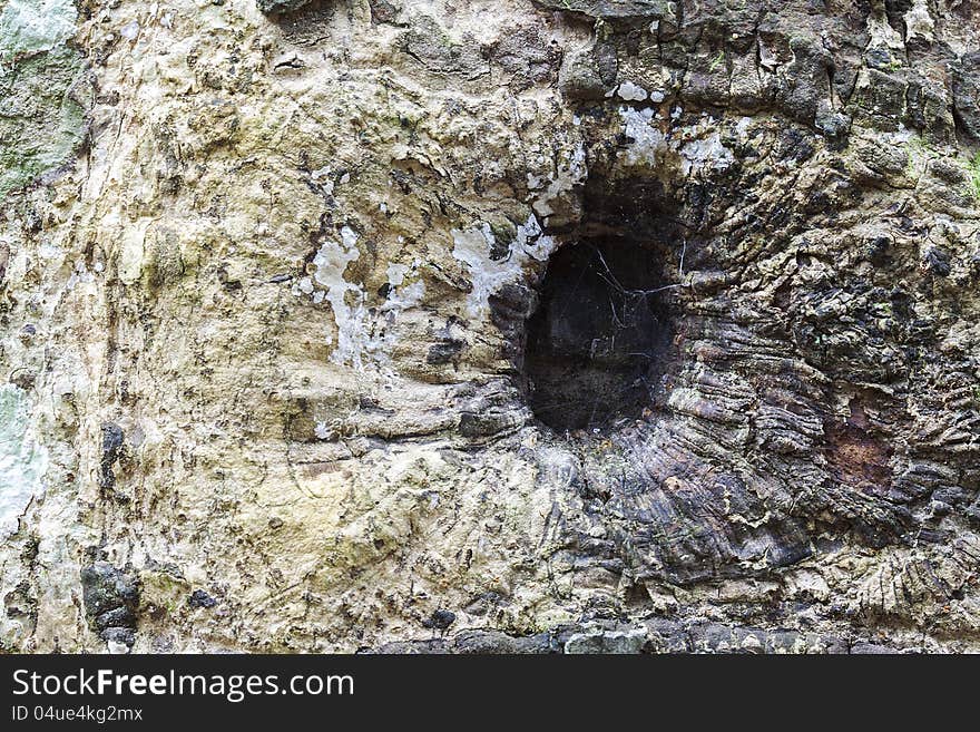 The texture of big tree's bark with hole. The texture of big tree's bark with hole