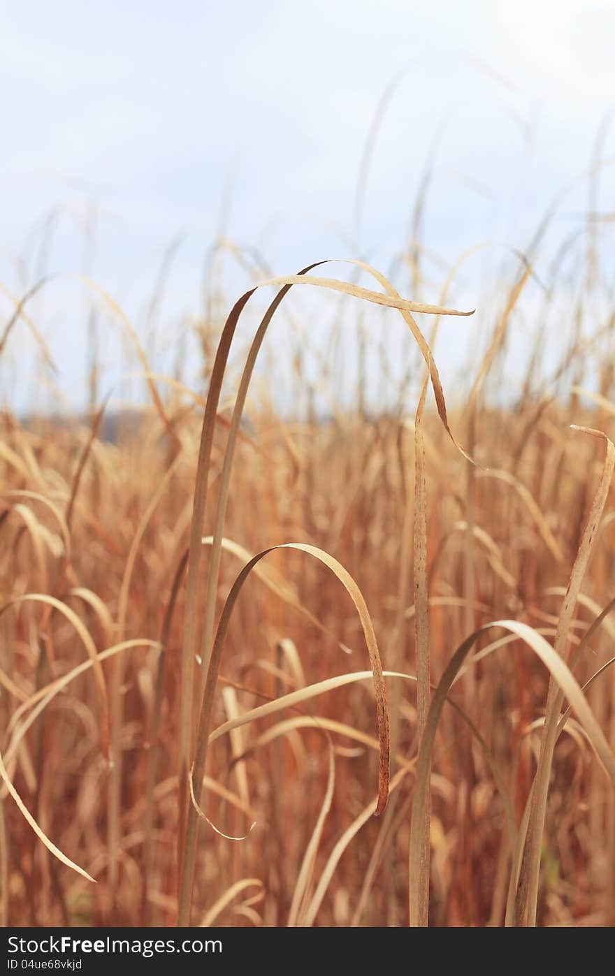 Tall Reed Background