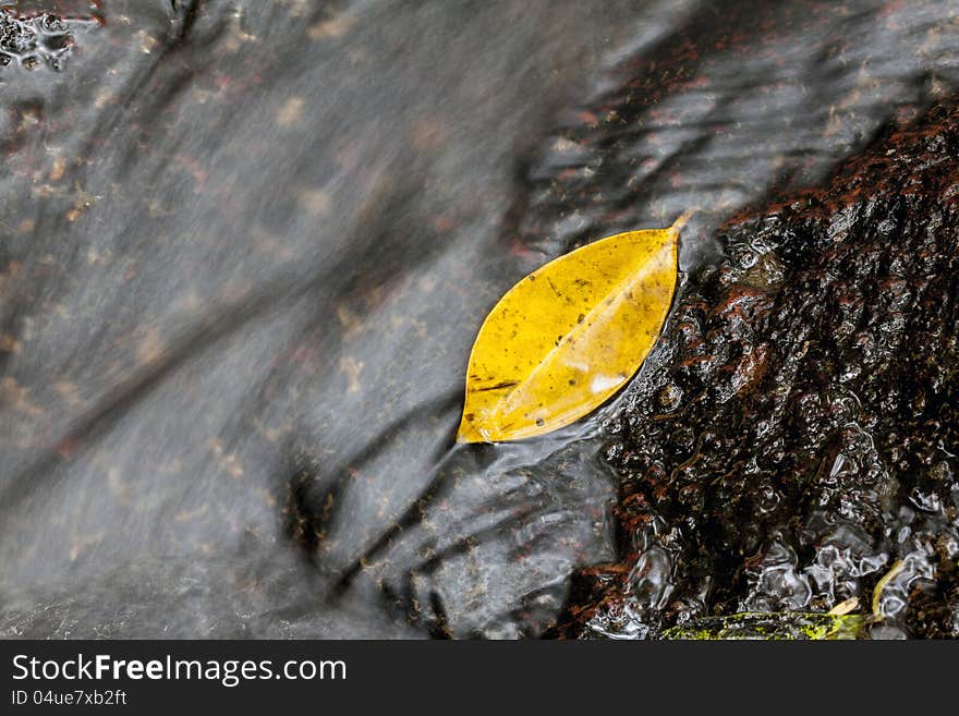 The yellow leaf fall on flowing water. The yellow leaf fall on flowing water.