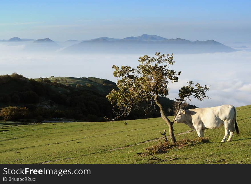 Mountain pasture