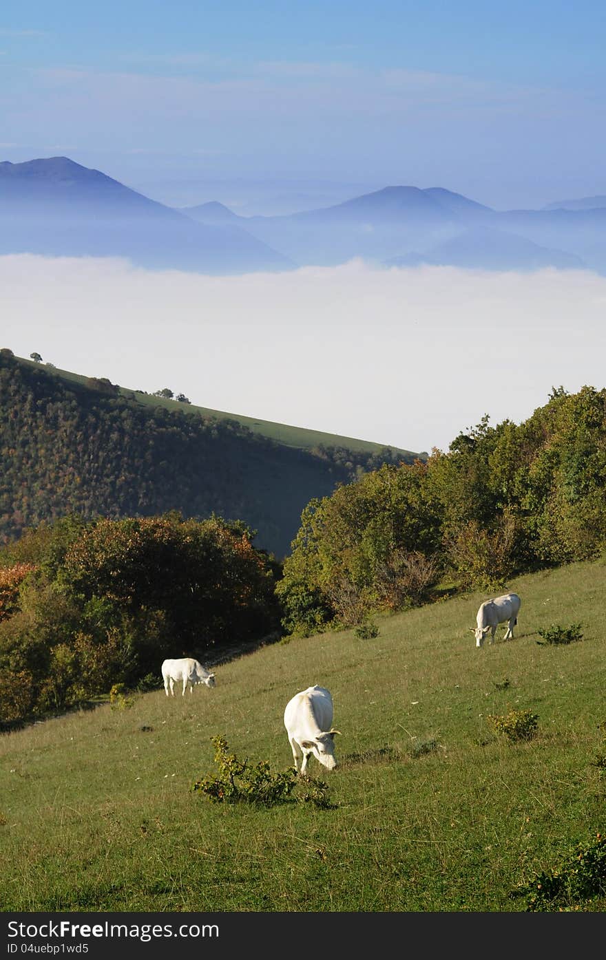 White cows grazing on mountain pasture. White cows grazing on mountain pasture