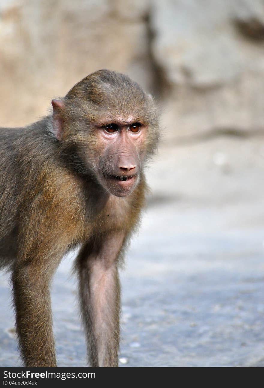 Close up of young baboon