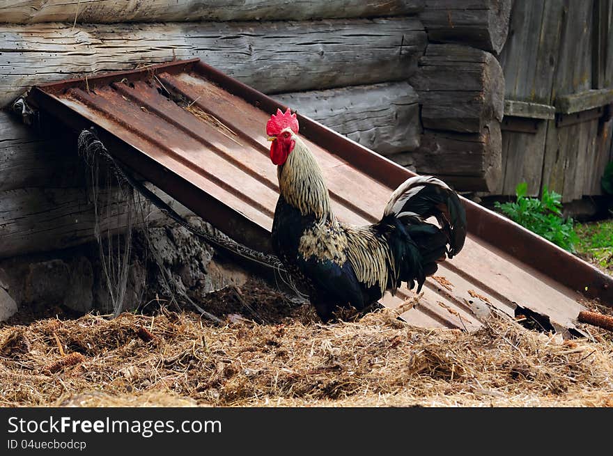 A rooster on a pile of hay in the farmyard. A rooster on a pile of hay in the farmyard