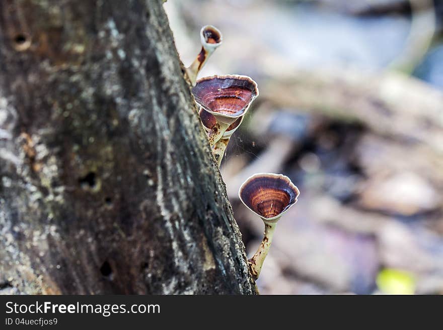 Mushroom on a tree