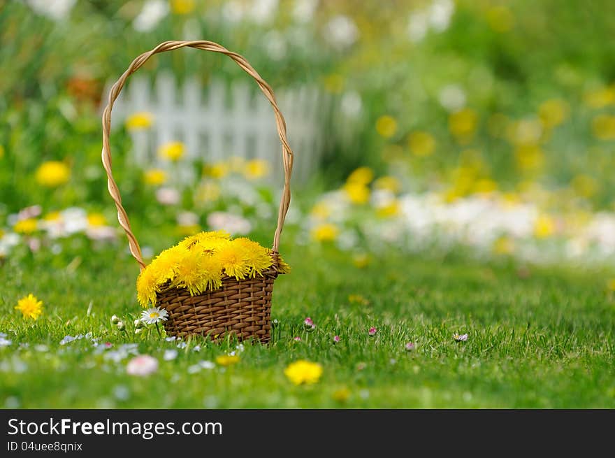 Basket Of Yellow Dandelion Flowers On Lawn