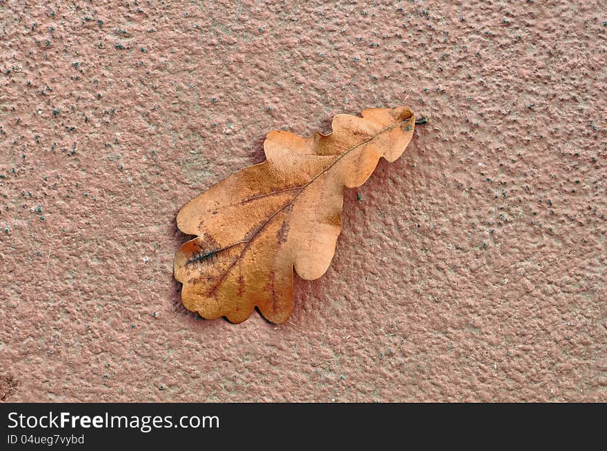 A dry fallen oak leaf on a concrete background in autumn - HDR Image. A dry fallen oak leaf on a concrete background in autumn - HDR Image