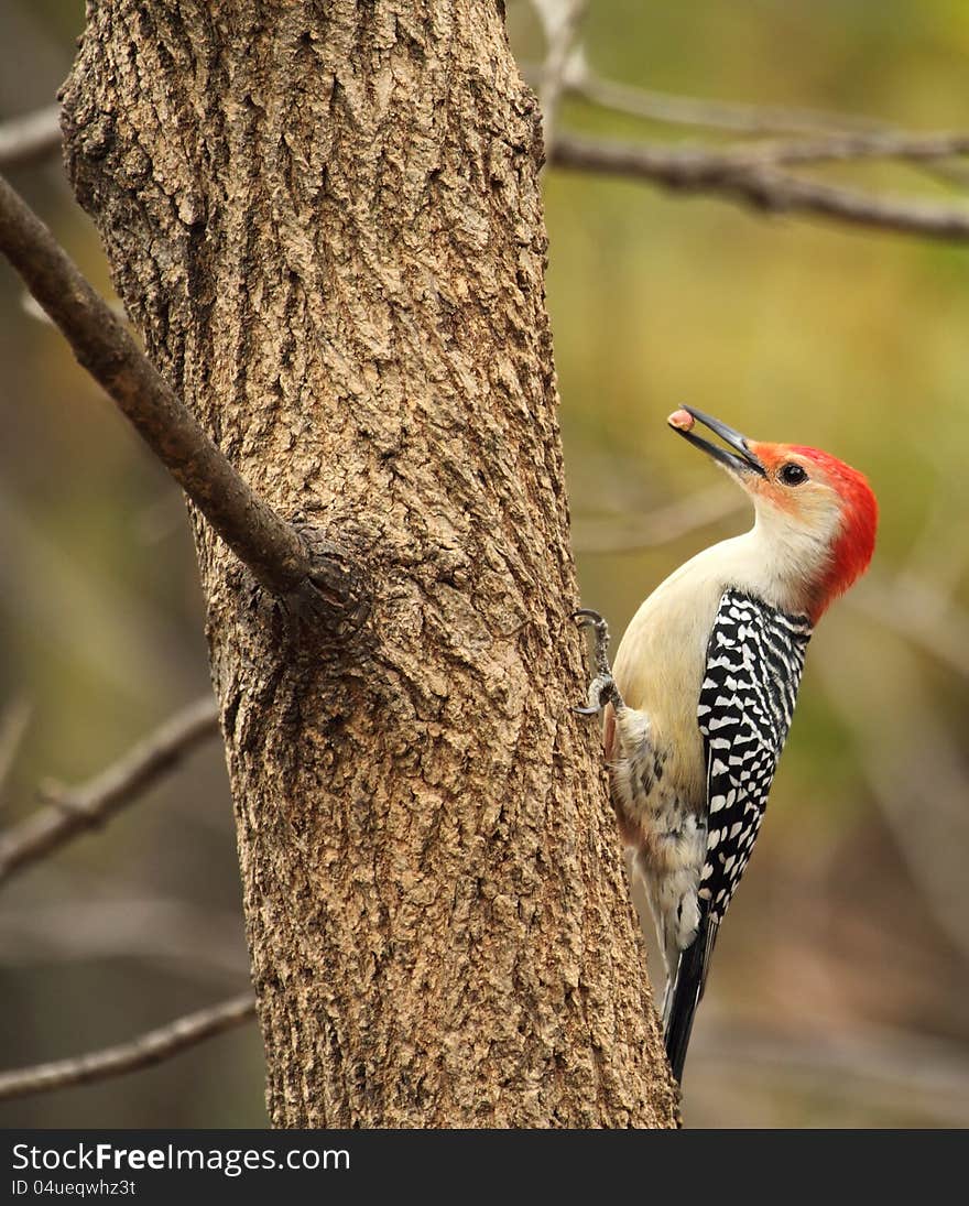 Red-bellied Woodpecker, Melanerpes carolinus