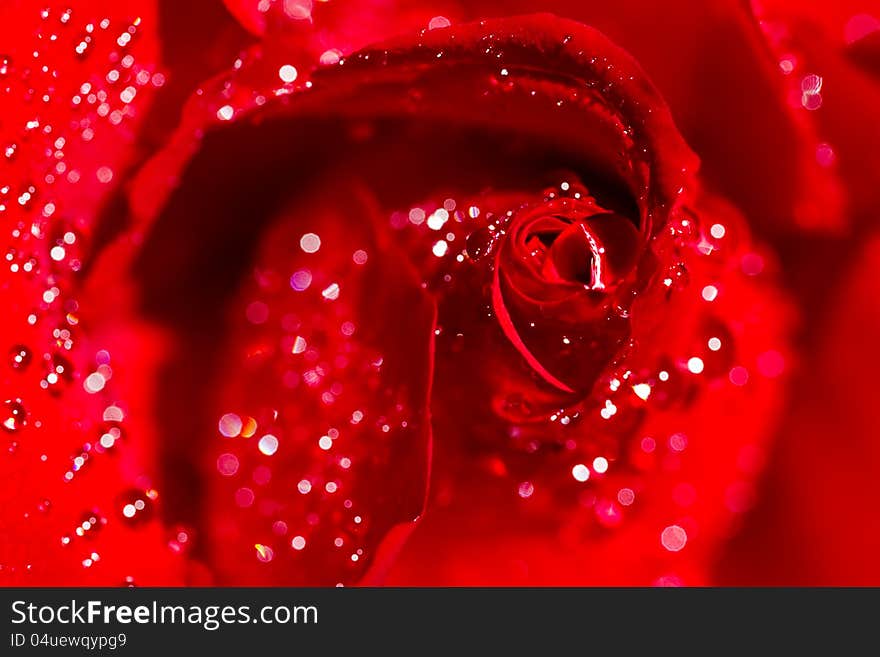 Close-up of a red rose blossom with lots of shimmering water-drops. Close-up of a red rose blossom with lots of shimmering water-drops