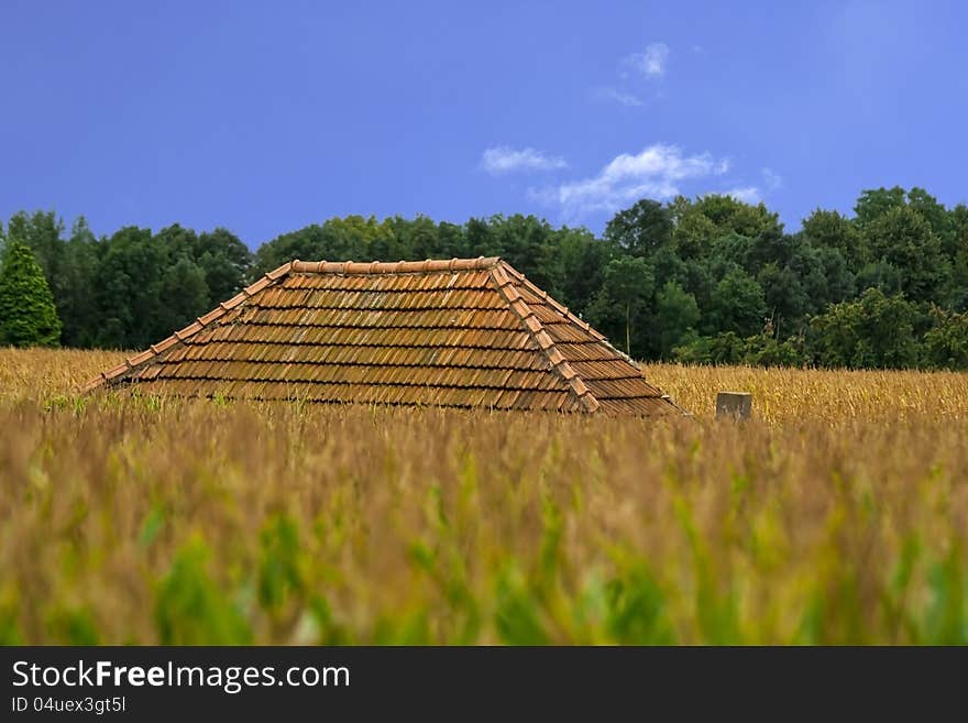 Roof sticking out of cornfield