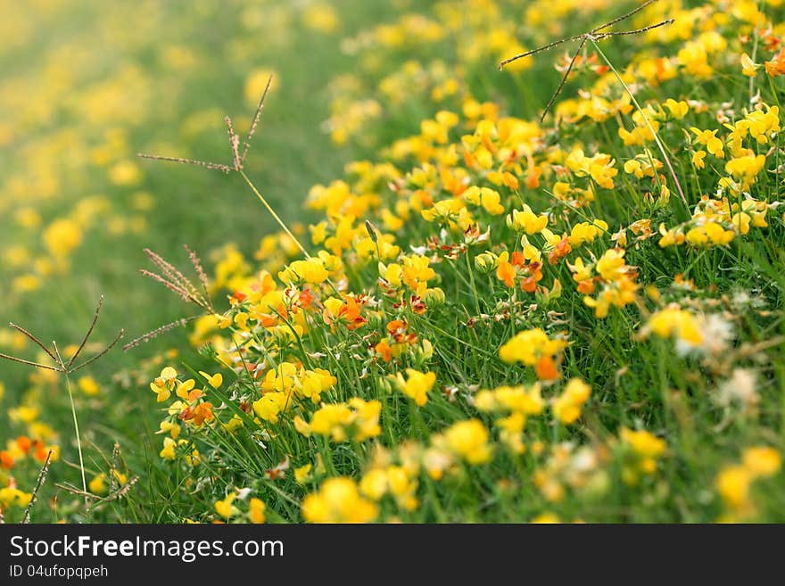 Blooming little yellow and red meadow flower. Blooming little yellow and red meadow flower