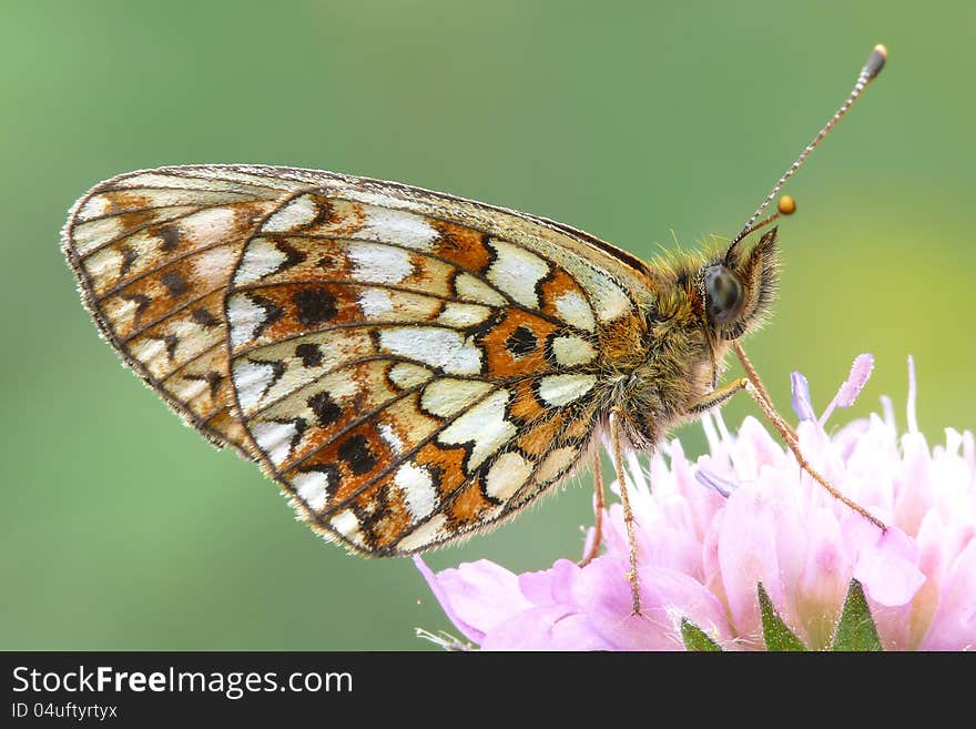 The small pearl-bordered fritillary (Boloria selene).