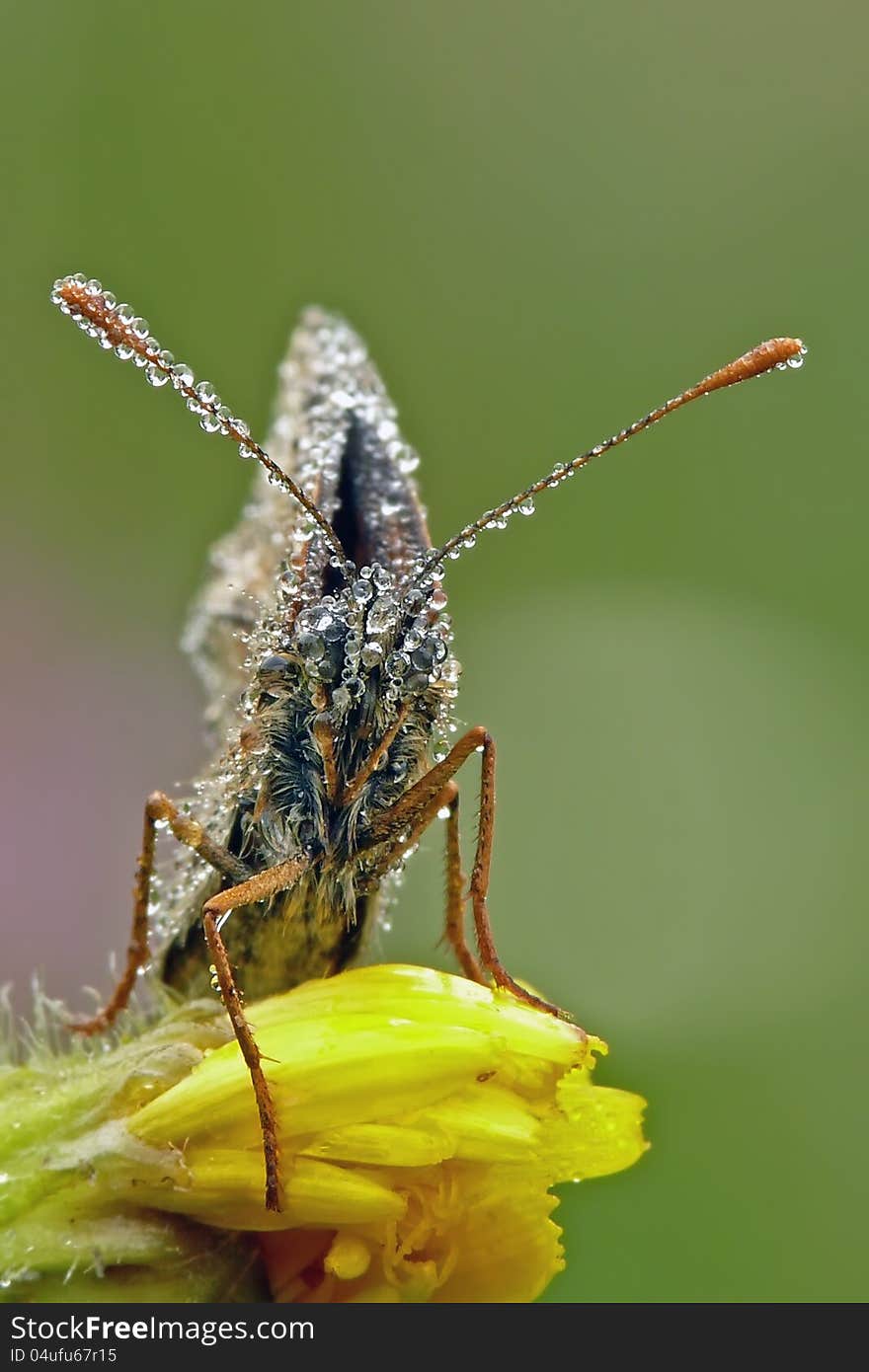 Heath Fritillary