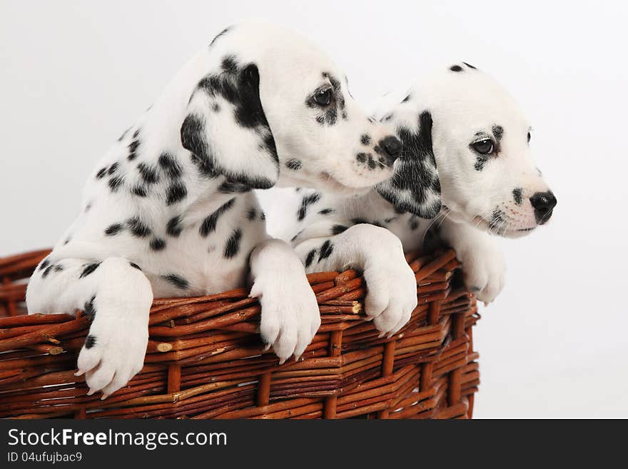 Cute Dalmatian Puppy on white background