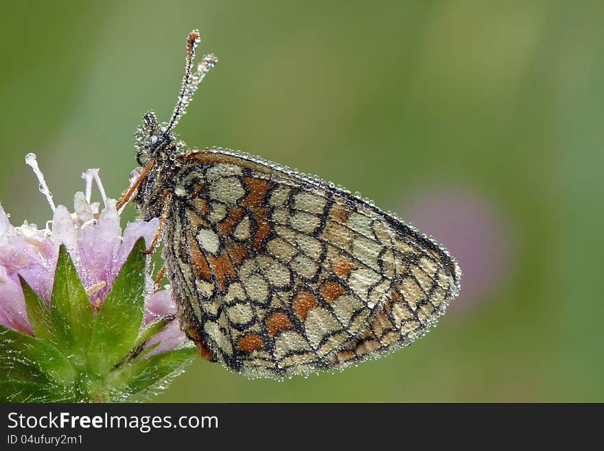 Dewy morning, water drops and the heath fritillary.