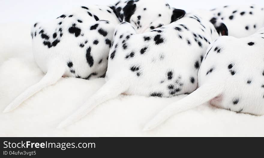 Cute Dalmatian Puppy on white background