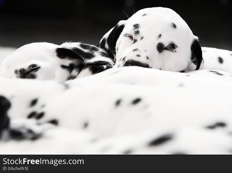 Cute Dalmatian Puppy on black background