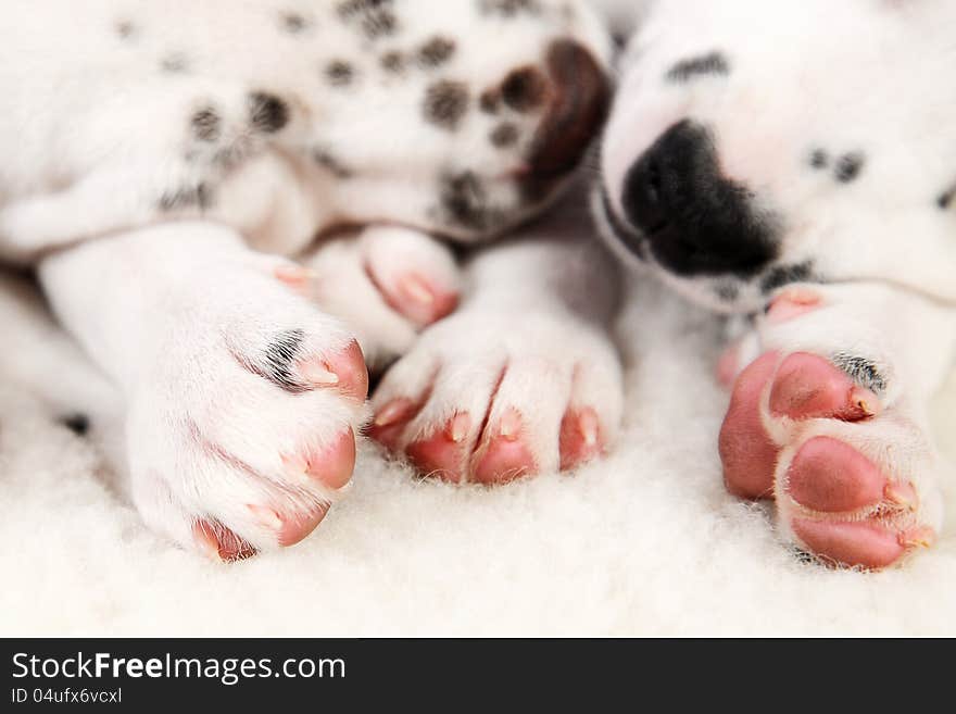 Cute Dalmatian Puppy on white background