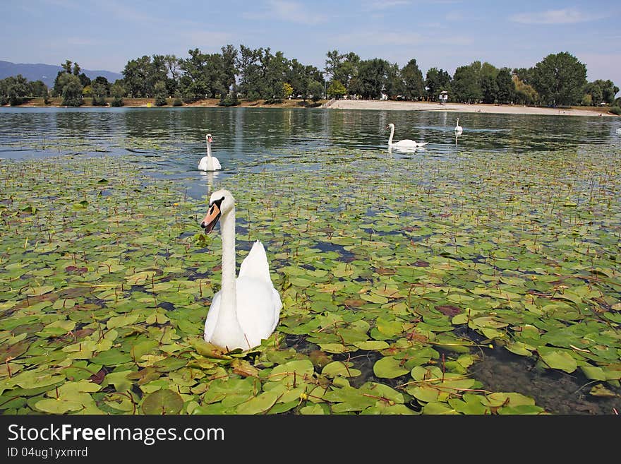 Flock of swans