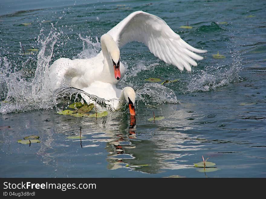 Two white swans played on surface of the lake. Two white swans played on surface of the lake