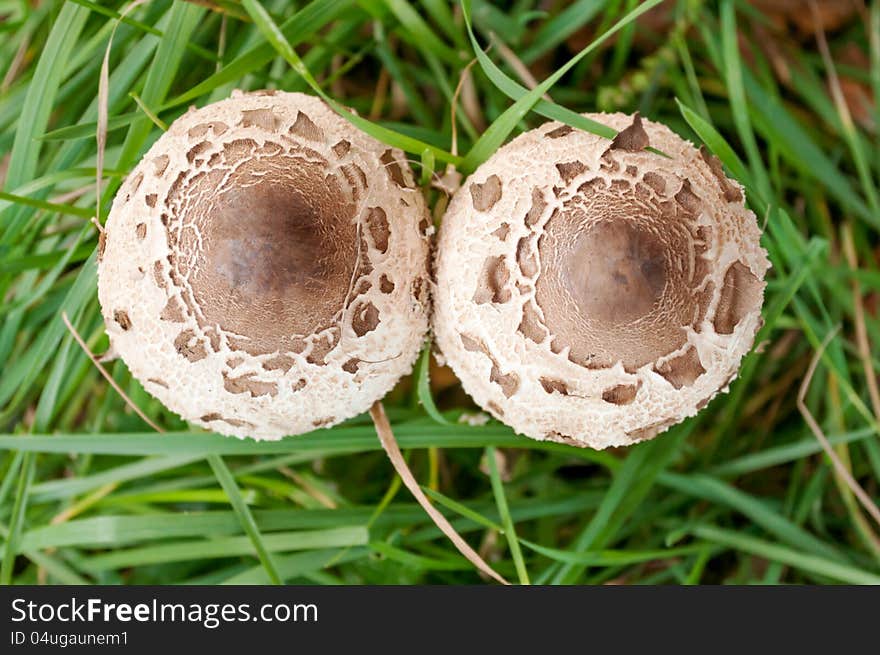 Macrolepiota procera