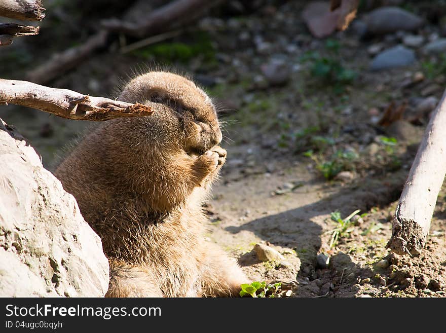 Prairie Dog