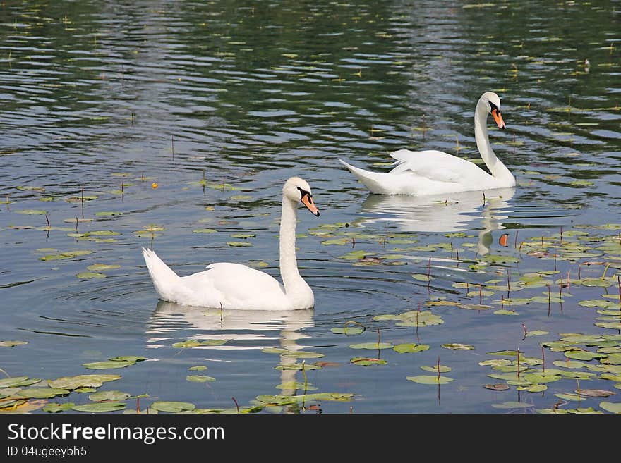 Two white swans