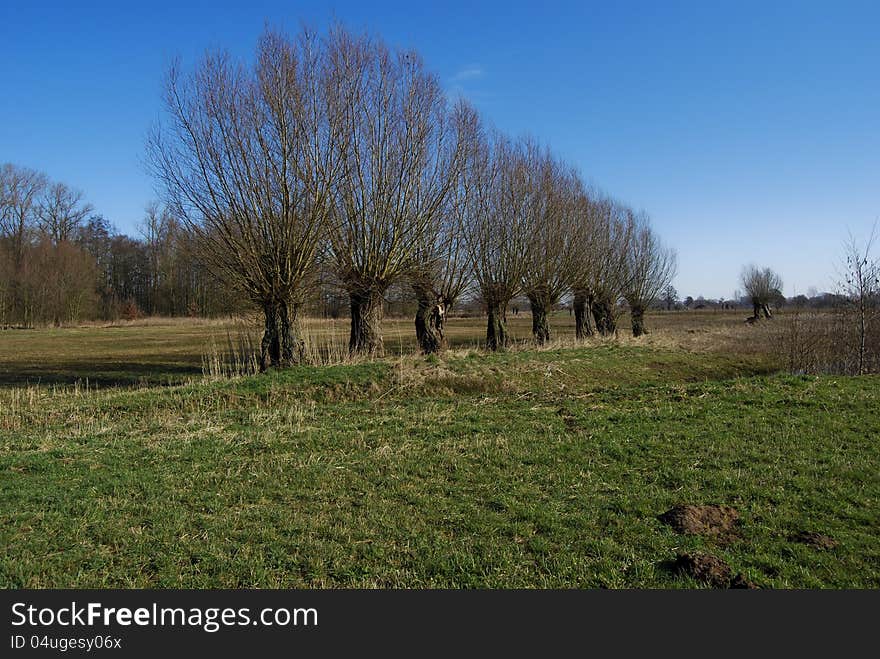 Row of willows in winter