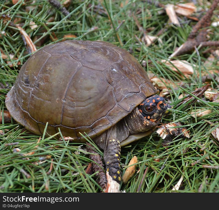 North American Box Turtle II