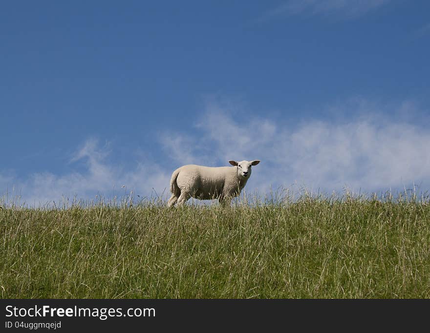 A sheep on a in Holland. A sheep on a in Holland