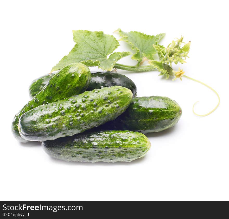 Fresh cucumbers with leaf