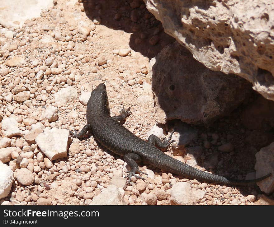 Black lizard in stones. National park Nullarbor. South Australia.