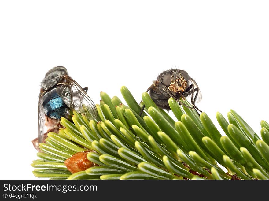 Blowfly on a tree isolated on white.