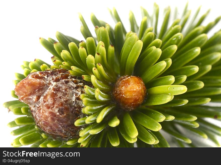 Little detail from a tree isolated on white.