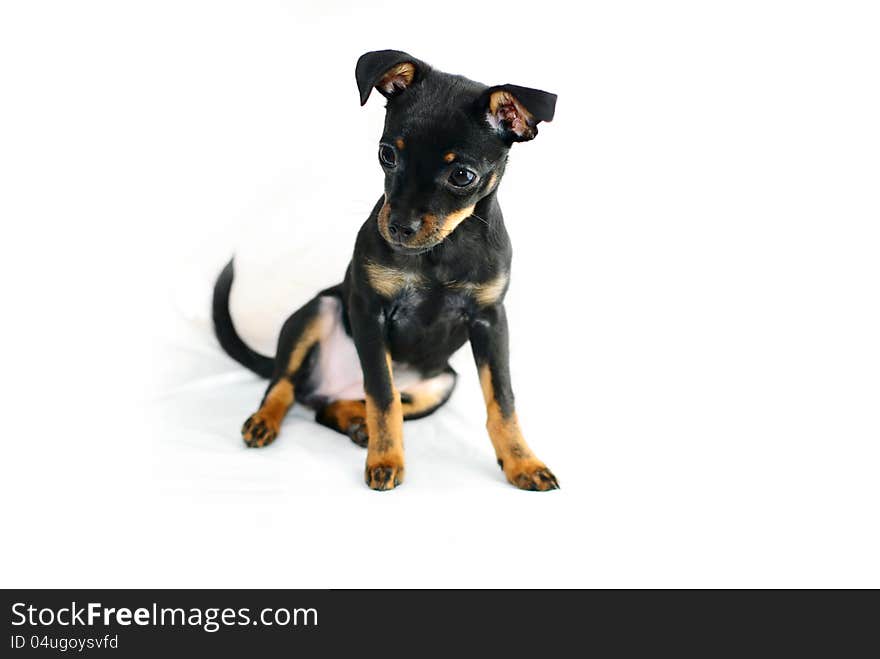 Cute puppy of russian toy-terrier, sitting. Isolated on white.