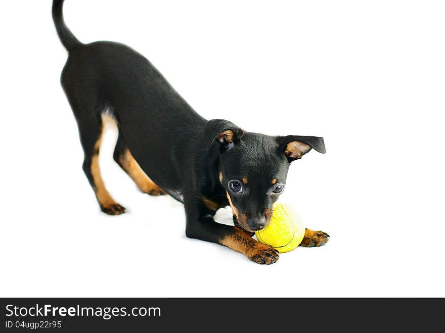 Cute puppy of russian toy-terrier,playing with tennis-ball