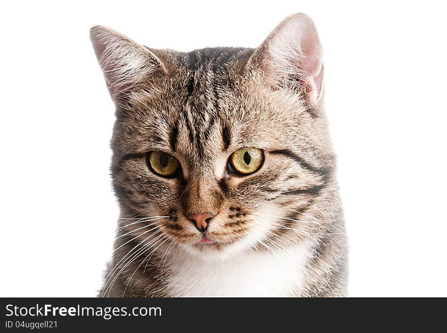 Close-up Portrait Of Cat With Tongue Out